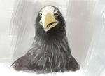  2013 avian bird digital_media_(artwork) eagle male mammal manmosu_marimo tagme 