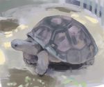  2013 digital_media_(artwork) male mammal manmosu_marimo reptile scalie tagme turtle 