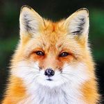  ambiguous_gender brown_eyes canine fox fur icon low_res mammal real red_fur solo whiskers white_fur 