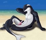  armpits cetacean cum digital_media_(artwork) fantasy invalid_tag male mammal marine orca penis pin scaleground solo up whale 