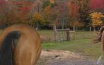  anus autumn butt darkmare detailed_background equine feral horse mammal mixed_media photo_background realistic solo tree 