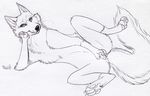  2016 animal_genitalia animal_pussy canine canine_pussy female feral fingering fox looking_at_viewer lying mammal on_back paper-wings pussy seductive sketch solo spread_legs spreading 