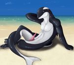  beach cetacean digital_media_(artwork) fantasy invalid_tag male mammal marine orca penis scaleground seaside solo whale 