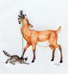  alekthebeasty ambiguous_gender cervine deer feral leash mammal raccoon swallowing vore 