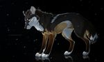  black_background canine feral fur kaiotawolf male mammal sad simple_background snow solo standing 