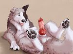 2016 anatomically_correct anatomically_correct_penis animal_genitalia animal_penis balls border_collie canine canine_penis collie dog erection feral heterochromia knot lying male mammal marjani on_back pawpads paws penis presenting presenting_penis simple_background solo tongue tongue_out 