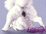  2016 american_eskimo_dog animal_genitalia animal_pussy anus ass_up blue_background blush butt canine canine_pussy claws dildo dog female feral fur looking_at_viewer looking_back mammal marjani masturbation nude open_mouth pawpads pussy pussy_juice raised_tail rear_view sex_toy simple_background solo spread_legs spreading teats teeth toe_claws tongue tongue_out white_fur 