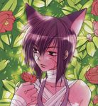  animal_ears aoyagi_ritsuka bandage bandages blood cat_ears flower flowers loveless male male_focus nekomimi purple_hair ritsuka rose 