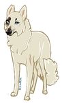  1_eye atala_(character) black_lips black_nose blue_eyes canine chipped_ear dog female feral fluffy fluffy_tail fur mammal pink_scar scar seer shaza_(artist) solo unhealed_wounds_(copyright) white_fur 