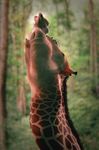  2016 3d_(artwork) anthro belly big_belly blender digital_media_(artwork) feline feral giraffe lion mammal queen royalty savana sequence size_difference vore zefirotreddi 