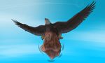  alovion_(artist) ambiguous_gender avian bird eagle imprint oral_vore sky vore wings 