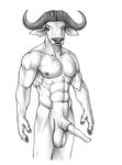  animal_genitalia anthro balls bovine buffalo cape_buffalo erection male mammal morticus penis sketch 