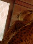  2016 all_fours anthro brown_fur cheetah feline female fur hattonslayden inside mammal nude open_mouth rear_view solo spots teeth whiskers window 
