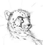  black_and_white cheetah feline mammal monochrome simple_background sketch solo surprise swish white_background 