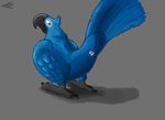  2016 absurd_res animal_genitalia avian beak bird blu_(rio) blue_feathers brown_eyes claws cloaca feathered_wings feathers feral fol hi_res macaw male parrot presenting presenting_cloaca rio simple_background solo talons wings 