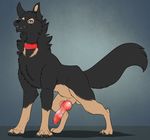  2016 4_toes anatomically_correct animal_genitalia animal_penis balls canine canine_penis claws collar digitigrade dog erection fangs feral fur german_shepherd knot male mammal penis psy101 simple_background solo streetdog toes 