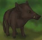  2016 boar feral itoruna mammal porcine 