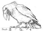  avian bird corvid raven swish 