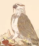  ambiguous_gender avian beak bird blood feathered_wings feathers feral gore osprey simple_background solo talons tenaflux wings 