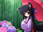  animal_ears blush blushing cat_ears cat_tail catgirl flower flowers japanese_clothes kimono long_hair nekomimi tail 