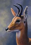  2018 acrylic_painting_(artwork) antelope beady_eyes black_eyes black_horn black_markings black_nose bovid brown_fur cloud detailed detailed_fur eye_markings facial_markings feral frown fur headshot_portrait horn inner_ear_fluff lighting male mammal markings mountain_reedbuck multicolored_fur muzzle_(marking) neck_markings painting_(artwork) photorealism portrait reduncine reedbuck ridged_horn scent_gland shadow sky snout solo traditional_media_(artwork) two_tone_fur whiskers white_fur white_markings willemsvdmerwe 