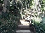  bamboo_forest forest highres houmitsu nature no_humans original plant realistic scenery stairs tree 