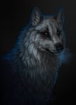  2014 ambiguous_gender black_lips black_nose blue_eyes canine fur grey_fur mammal scar simple_background solo whiskers wolf wolnir 