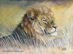  abstract_background feline feral fur grass kotenokgaff lion lying male mammal mane nature traditional_media_(artwork) 