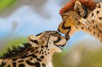  cheetah feline king_cheetah male mammal shockwave swish 