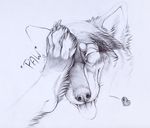  &lt;3 canine dog gizmo head_shot husky invalid_tag male mammal paws ti-killa tongue 