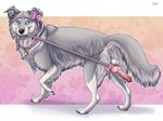  2016 anatomically_correct anatomically_correct_penis animal_genitalia animal_penis anus balls border_collie bow canine canine_penis clothed clothing collie crossdressing dog feral girly hybernation knot leash leash_pull male mammal penis simple_background solo 