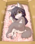  anthro blush box butt canine female fur grey_fur looking_at_viewer lying mammal nude on_side open_mouth packing_peanuts paws solo white_fur wolf yellow_eyes yojoo 
