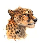  ambiguous_gender black_nose cheetah feline fur headshot_portrait kenket mammal portrait simple_background solo spots spotted_fur traditional_media_(artwork) whiskers white_background ಠ_ಠ 