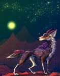  amber_eyes black_nose brown_fur canine coyote detailed_background feral fur male mammal moon night outside paws sky solo standing star starry_sky zenirix 