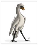  2012 avian beak bird feathers open_beak open_mouth red_eyes simple_background solo standing swan tail_feathers tuke webbed_feet winged_arms wings 