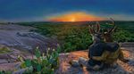  buckley cervine deer lagomorph male mammal rabbit rabid romantic_couple swish texas view 