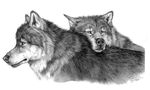  2006 ambiguous_gender canine detailed duo feral fur greyscale head_on_back jaime_sidor mammal monochrome nude simple_background white_background wolf 