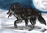  2011 black_fur canine feral fur mammal moo moon natoli night nude open_mouth outside paws sky solo teeth tongue traditional_media_(artwork) watermark wolf 