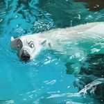  bear mammal polar_bear refraction ripples swim swimming swish water 