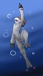  air_bubble anthro anthrofied armpits balls claws cute_fangs digimon flaccid front_view gomamon handpaw kotetsu_rexen male mammal marine navel nude open_mouth partially_retracted_foreskin paws penis pinniped signature simple_background slim smile solo swimming uncut underwater water 