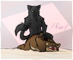  /fur/ 8chan all_fours anal anthro bear black_fur blush cat doggystyle feline from_behind_position fur male male/male mammal sex 