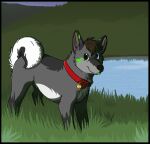 2013 aliasing ambiguous_gender black_border black_nose blep blue_eyes bluekyokitty border canid canine canis cel_shading collar collar_tag countershade_fur countershading curled_tail detailed_background digital_drawing_(artwork) digital_media_(artwork) digitigrade domestic_dog feral full-length_portrait fur glistening glistening_eyes grass green_eyes green_markings green_tongue grey_body grey_fur head_tuft heterochromia husky looking_at_viewer mammal markings nordic_sled_dog outside plant pond portrait purple_markings red_collar sebdoggo shaded smile snout solo spitz standing tail tongue tongue_out tuft water white_body white_countershading
