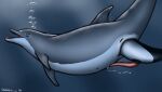 2016 anatomically_correct anatomically_correct_genitalia anatomically_correct_penis animal_genitalia animal_penis bodily_fluids bubble cetacean cetacean_genitalia cetacean_penis commerson&#039;s_dolphin cum cum_in_water dolorcin dolphin duo erection female female_pred feral feral_on_feral feral_pred feral_prey genital_fluids genitals head_first larger_female larger_pred male male/female male_prey mammal marine oceanic_dolphin open_mouth partially_inside penis pussy signature size_difference smaller_male smaller_prey soft_vore tapering_penis toothed_whale unbirthing underwater vaginal vore water willing_prey year