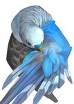  ambiguous_gender avian beak bird feathered_wings feathers feral kuroame realistic solo wings 