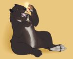  bear eating feral food food_play glasswalker himalayan_bear mammal pizza sunbear 