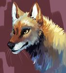  canine coyote feral fluffy headshot mammal ochropus snowfoxatheart whiskers 