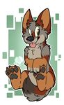  canine coyote cute feral fuzzy invalid_tag mammal ochropus paws sockune tongue 