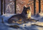  amber_eyes ambiguous_gender black_nose canine day detailed_background feral forest fur grey_fur looking_at_viewer mammal pawpads sky snow solo tree wolf wolnir 
