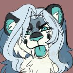 anthro blep blue_eyes blue_nose blue_sclera colored_sclera facial_markings fangs felid feline female fur grey_body grey_fur hair head_markings headshot_portrait hi_res inner_ear_fluff leopard_spots long_hair looking_at_viewer mammal markings multicolored_hair nikita_(asf) pantherine portrait round_ears sabertooth_(anatomy) snow_leopard solo spots sunny666 teeth tongue tongue_out tuft white_body white_fur white_hair