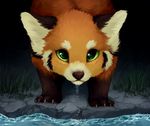  ambiguous_gender claws feral grass green_eyes looking_at_viewer mammal night outside red_panda reysi solo water 